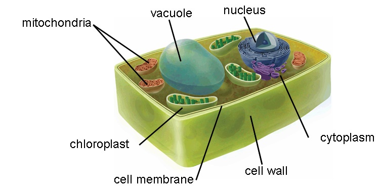 plant cell and animal cell pictures. Plant Cell (read more)
