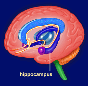 Hippocampus - CellUniverse